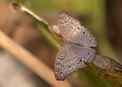 Junonia atlites