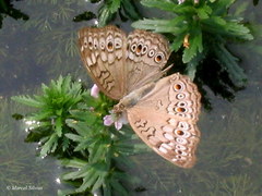 Junonia atlites