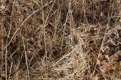 Microstegium vimineum