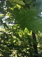 Acer platanoides