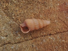 Ataxocerithium applenum