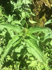Urtica dioica