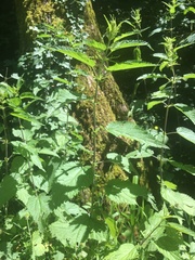 Urtica dioica