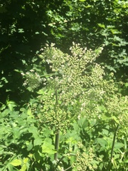 Heracleum sphondylium
