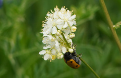 Lachnaia sexpunctata