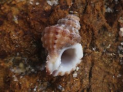 Turritriton labiosus