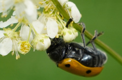 Lachnaia sexpunctata
