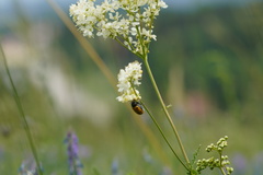 Lachnaia sexpunctata