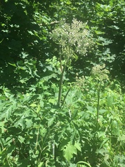 Heracleum sphondylium