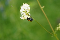 Lachnaia sexpunctata