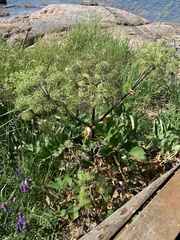 Angelica archangelica litoralis