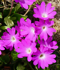 Primula clusiana