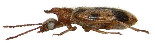 Vienaragis mitriavabalis nuotrauka