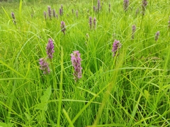 Dactylorhiza incarnata