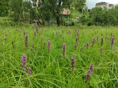 Dactylorhiza incarnata