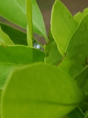 Myllocerus undecimpustulatus