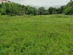 Dactylorhiza incarnata