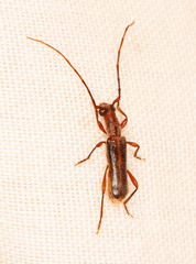 Ossibia fuscata