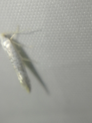 Argyresthia retinella