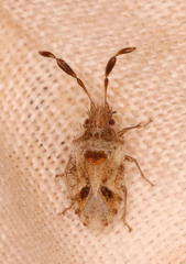 Phricodus hystrix