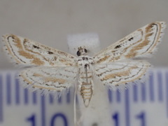 Parapoynx dentizonalis