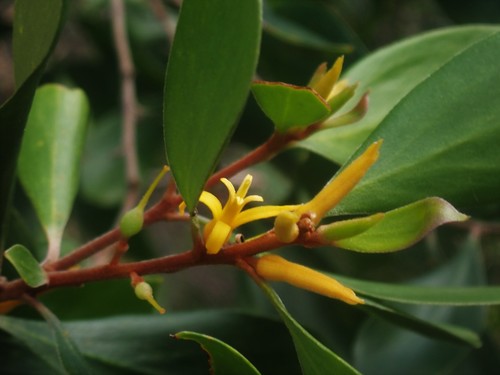 Persoonia stradbrokensis Domin