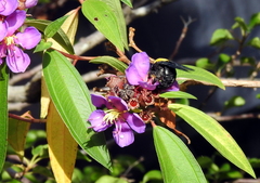 Xylocopa aestuans