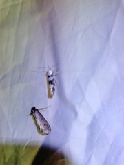 Argyresthia brockeella