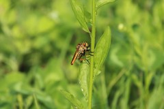Cophinopoda