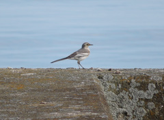 Motacilla alba lugens