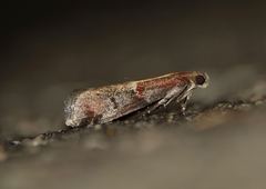 Acrobasis marmorea