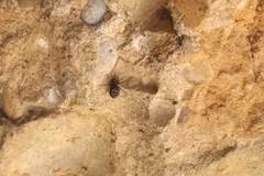 Nurscia albomaculata