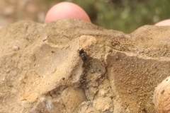 Nurscia albomaculata