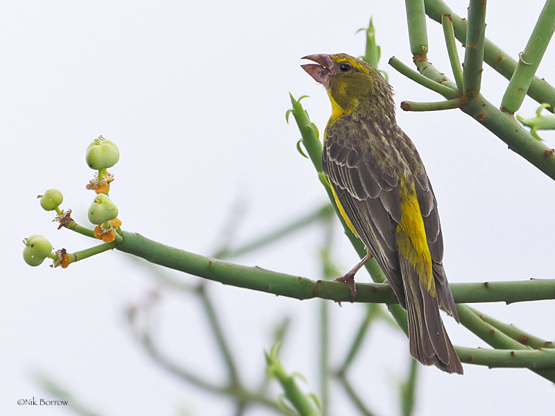 Northern Grosbeak-Canary