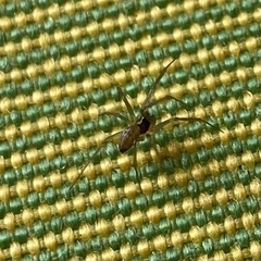 Lepthyphantes
