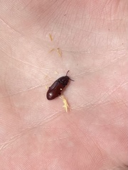 Uloma culinaris