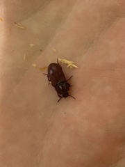 Uloma culinaris