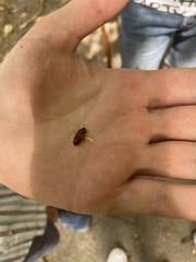Uloma culinaris