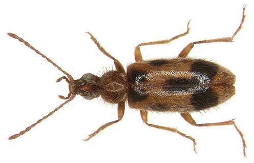 Vienaragis mitriavabalis nuotrauka