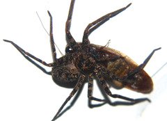 Heteropoda longipes