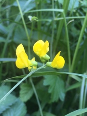 Lathyrus pratensis