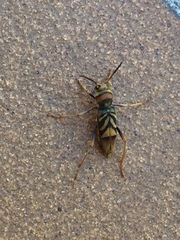 Xylotrechus chinensis