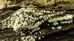 Ceratiomyxa fruticulosa fruticulosa