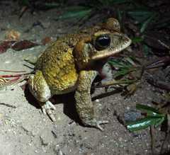 Incilius porteri