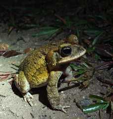 Incilius porteri