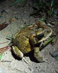 Incilius porteri