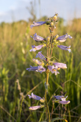 Penstemon gracilis