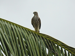 Accipiter badius