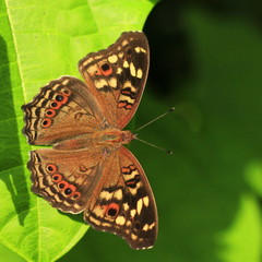 Junonia erigone