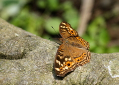 Junonia erigone